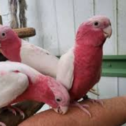 Eolophus roseicapillus lutino/Lutino galah cockatoo