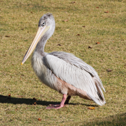 Pelecanus rufescens/Pink backed pelican