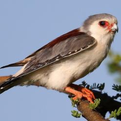 Polihierax semitorquatus/Pygmy falcon