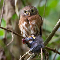 Glaucidium brasilum/Ferruginous pygmy owl
