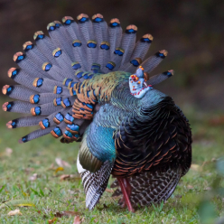 Meleagris ocellata/Ocellated turkey