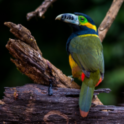 Selenidera maculirostris/Spot-billed toucanet