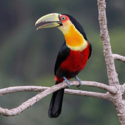 Ramphastos dicolorus/Red-breasted toucan