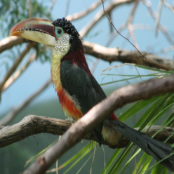Pteroglossus beauharnaesii/Curl-crested aracari