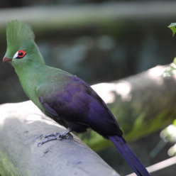 Tauraco persa/Guinea turaco