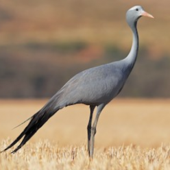 Anthropoides paradisia/Blue crane