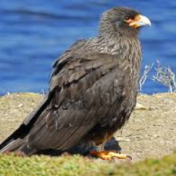 Phalcoboenus australis/Striated caracara