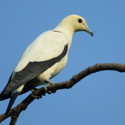 Ducula bicolor/Pied imperial pigeon