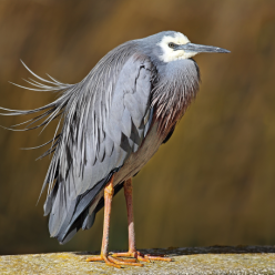 Egretta novaehollandiae/White -faced heron
