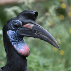 Bucorvus abyssinicus/Abyssinian ground hornbill