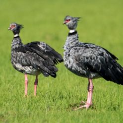 Chauna torquata/Southern Screamer