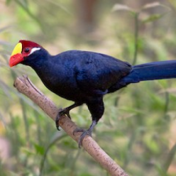 Musophaga violacea/Violet turaco