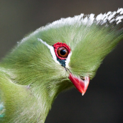 Tauraco livingstonii/Livingstone's turaco