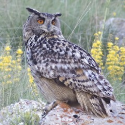 Bubo bubo/Eurasian eagle owl