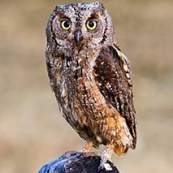 Otus scopus/Eurasian scops owl