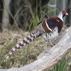 Syrmaticus ellioti/Elliot's pheasant