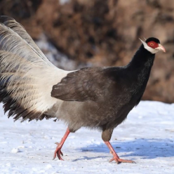 Crossoptilon mantchuricum/Brown eared pheasant