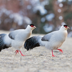 Crossoptilon crossoptilon/White eared pheasant