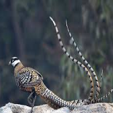 Syrmaticus reevesii/Reeves's pheasant