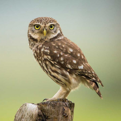 Athene noctua/Little owl
