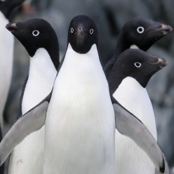 Pygoscelis adeliae/Adelie penguin