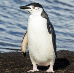 Pygoscelis antarcticus/Chinstrap penguin