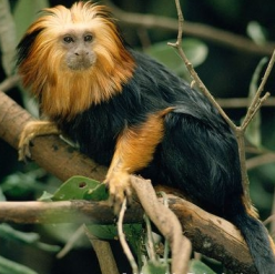 Leontopithecus chrysomelas/Golden headed lion tamarin
