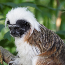 Saguinus oedipus/Cotton top tamarin