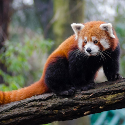 Ailurus fulgens/Red Panda