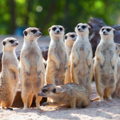 Suricata suricatta/Meerkat