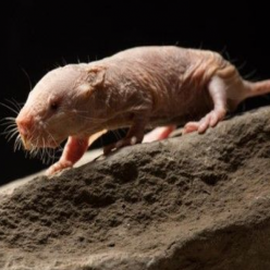 Heterocephalus glaber/naked mole rat