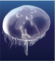 Moon Jellyfish (Aurelia aurita)_Tropical