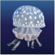Spotted Lagoon Jellyfish (Mastigias papua)