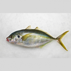 White trevally, Striped jack (Pseudocaranx dentex)