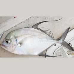 Longfin trevally (Carangoides armatus)
