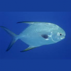 Round Pompano (Trachinotus blochii)