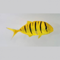 Golden Trevally (Gnathanodon speciosus)