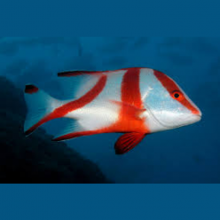 Emperor Snepper (Lutianus sebae)