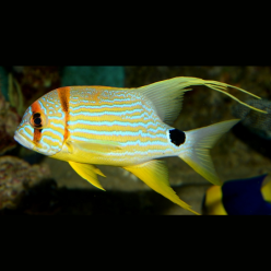 Blue-and-Gold Striped Snapper (Symphorichthys spilurus)
