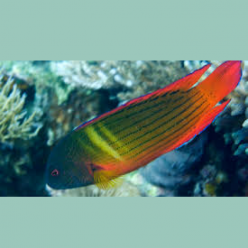 Fire-tail devil (Labracinus cyclophthalmus)