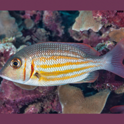 Ornate Emperor (Lethrinus ornatus)