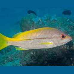 Brownstripe Snapper (Lutjanus vitta)