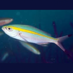Goldband fusilier(Pterocaesio chrysozona)