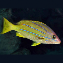 Blue and Gold Sneppers (Lutianus viridis)