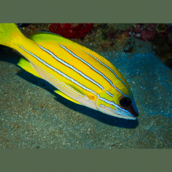Blue-striped Snepper (Lutjanus kasmira)