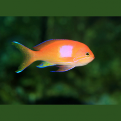 Square-spot fairy basslet (Pseudanthias pleurota enia)