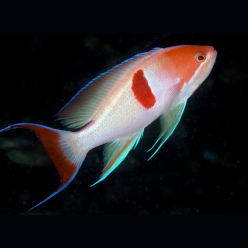 Red-belted anthias (Pseudanthias rubrizon atus)