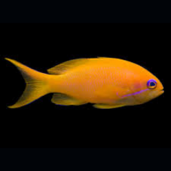 Sea goldie (Pseudanthias squamip innis)