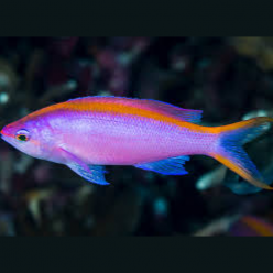 Yellowstriped fairy basslet (Mirolabrichthys tuka)