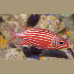 Crown squirrelfish (Sargocentron diadema)